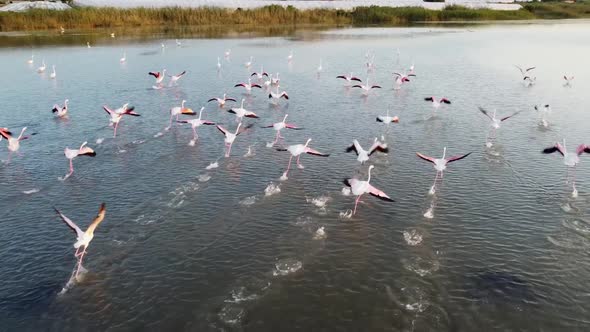 Greater flamingos in southern Italy, flock taking-off, aerial footage alt