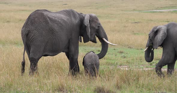 African Elephant, loxodonta africana, Group Eating Grass, Masai Mara Park in Kenya, Real Time 4K alt