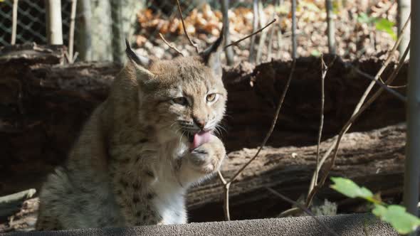 Eurasian Lynx, portrait of wild cat