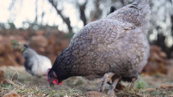 A Group of Free Range Hens Enjoying Eating Grain and Corn in the Farmyard Meadow alt