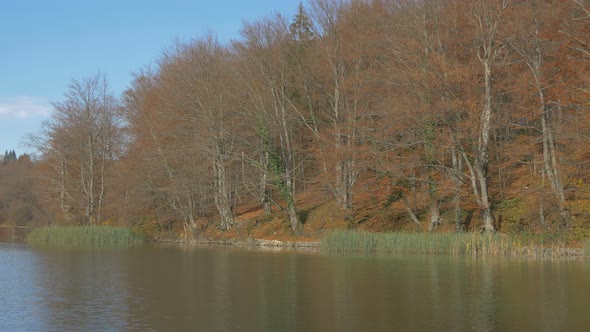 Water reeds and leafless trees in Plitvice Park alt