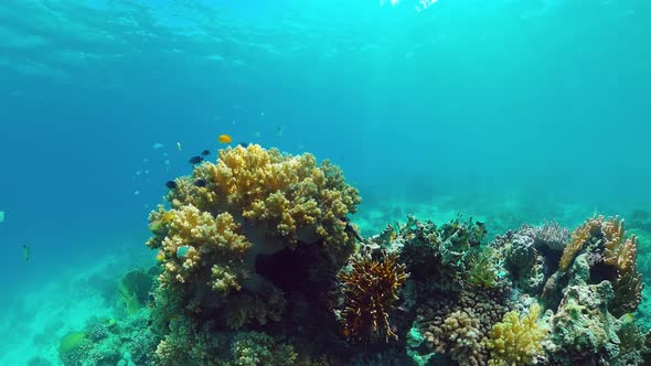 Coral Reef and Tropical Fish alt