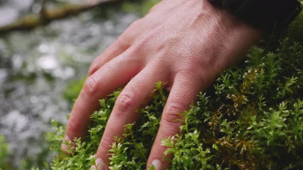 Male Hands Pushing Green Moss Growing Near the Clear and Transparent Water of a Mountain River