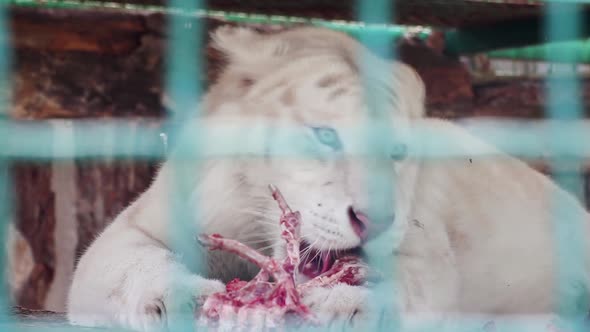 White striped young tiger eating raw meat and bones