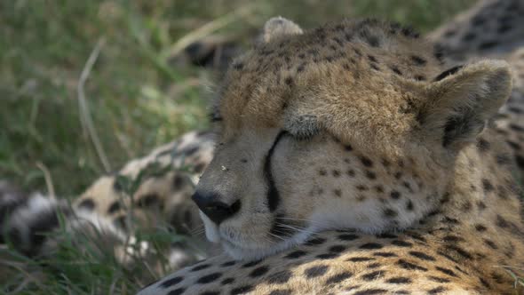 Close up of a resting cheetah alt