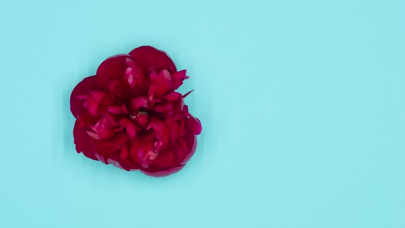 Timelapse Loop From Above of Single Red Peony