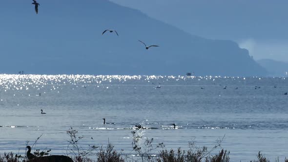 Group of cormorants diving in to the water to catch fish alt