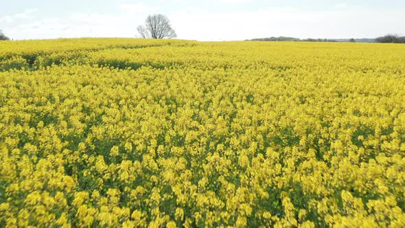 Wide Angled Shot of Canola Field Farms and Mountain Ranges in Denmark alt