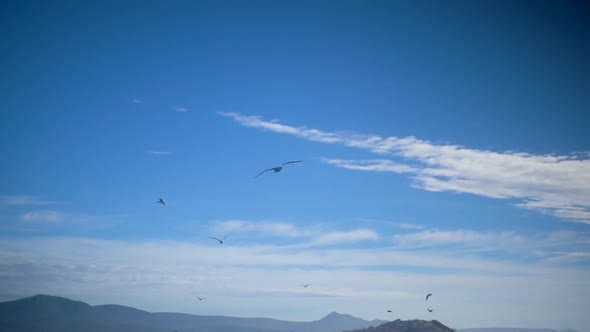 Slowmotion of Seagulls Flying and Panning Down to reveal Atlantic Ocean near Capetown alt