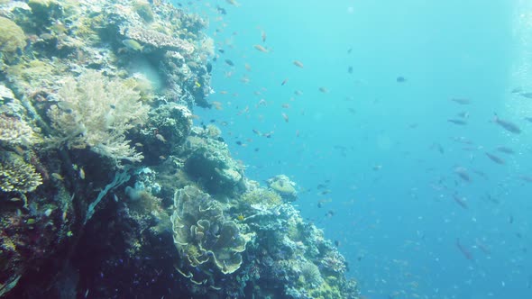 The Underwater World of a Coral Reef. Leyte, Philippines. alt