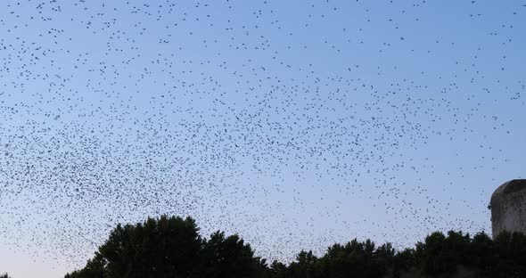 Flock of birds, Starlings (Sturnus vulgaris) surrounding their sleeping tree. France alt