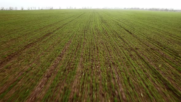 Aerial View on Winter Wheat Field