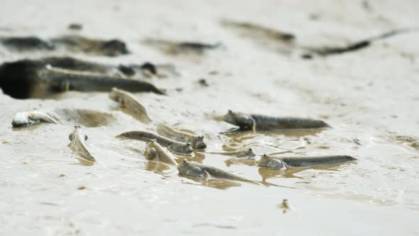 A group of Mudskipper fish roll ande in the mud in the drying estuary during low tide alt