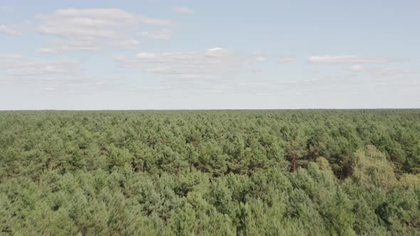 Aerial ascending shot of a vast forest. alt