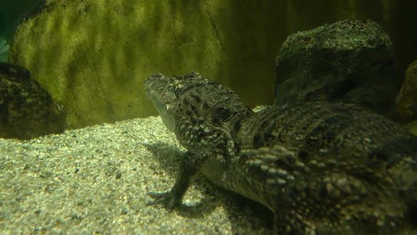 Spectacled Caiman or Caiman Crocodilus
