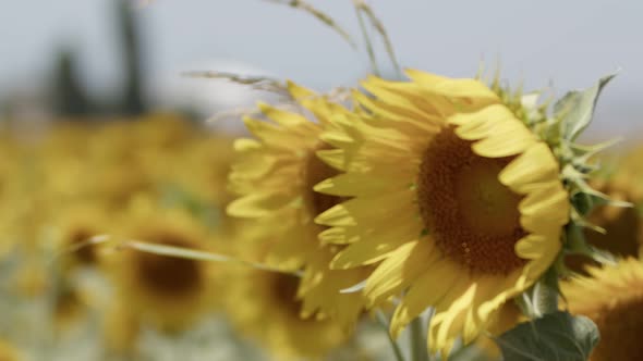 Beautiful Natural Plant Sunflower In Sunflower Field In Sunny Day 11 alt