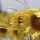 Beautiful Natural Plant Sunflower In Sunflower Field In Sunny Day 11 - VideoHive Item for Sale