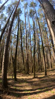 Vertical Video of the Forest Landscape Slow Motion alt