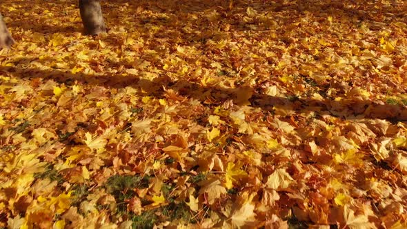 Yellow Maple Leaves Lie on the Earth