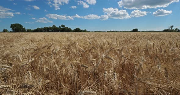 Wheat field in Occitanie, France alt