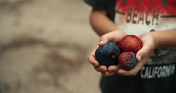 Close Up Child Hands with Freshly Picked Plum Fruit in Rustic Life Countrystyle alt