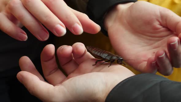 Pass Giant Cockroach From Hand To Hand