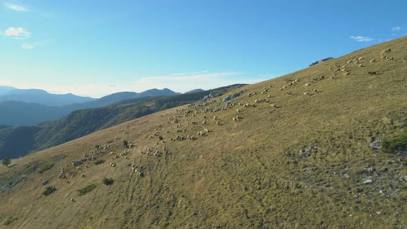 Aerial View of Large Flock of Sheep Grazing on Green Field in Mountains of Bulgaria alt