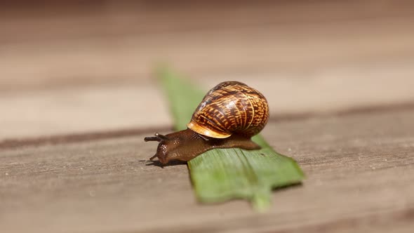 Beautiful Land Huge Snail Crawls Along Green Leaf on Wooden Background on Sunny Day