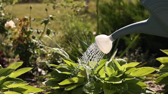 watering flowers with a watering can in the garden slow motion. Summer season of planting 