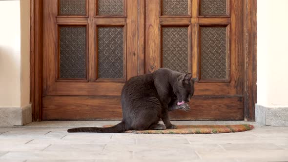 Cute black cat licking his paw, waiting for its owner at the home door. Domestic pet washing himself alt