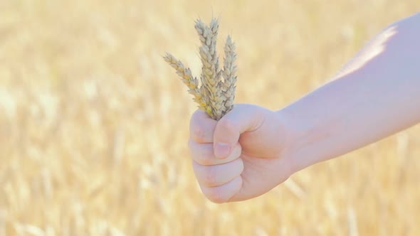 Rye Spikelets In Man's Fist