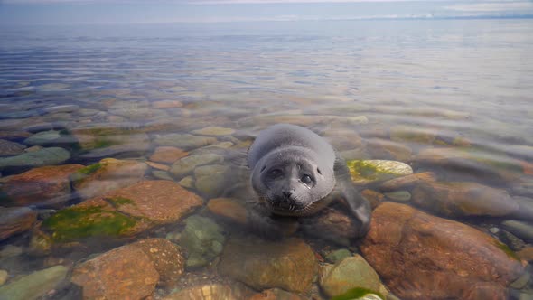 Close Up View of Small Seal Nerpa Baby Swim in Baikal Lake alt