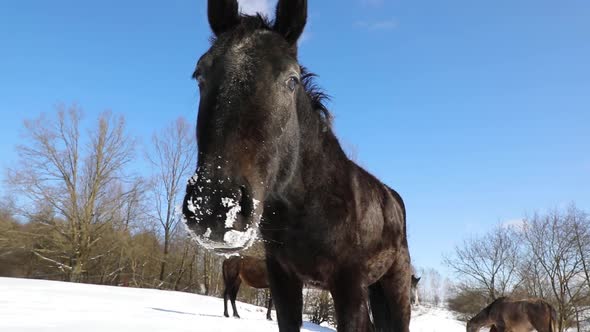 Young horse close-up in the meadow in the wintertime  alt