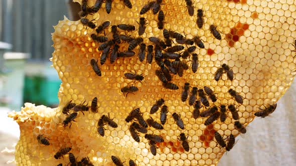Bees in the Apiary Crawl Through Empty Wax Honeycombs