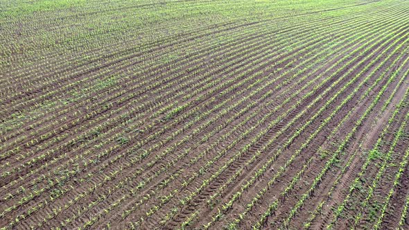 Flying Over Young Rows Of Corn Zea Mays 4 K Aerial Footage