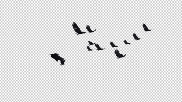 13 Black Birds - Flying Transition III