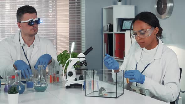 Black Female Research Scientist Making Experiment with Hamster in Modern Chemistry Laboratory alt