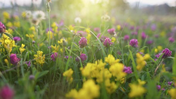 Multicolored Alpine Flowers Meadow in the Mountains in Summer alt