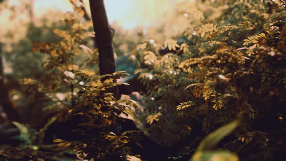 Fog in the Mysterious Rainforest alt