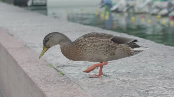 Slowmotion of a duck jumping down a gap while searching for something to eat in the center of Riva D alt