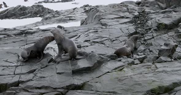 SLO MO MS Southern elephant seals (Mirounga leonina) on rocks at Torgersen Island / Antarctic Penins