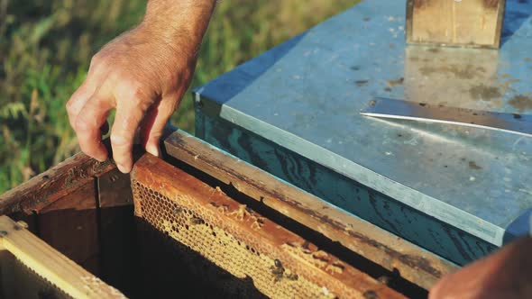Frames of a bee hive. Hand of beekeeper is working with bees and beehives on the apiary. alt