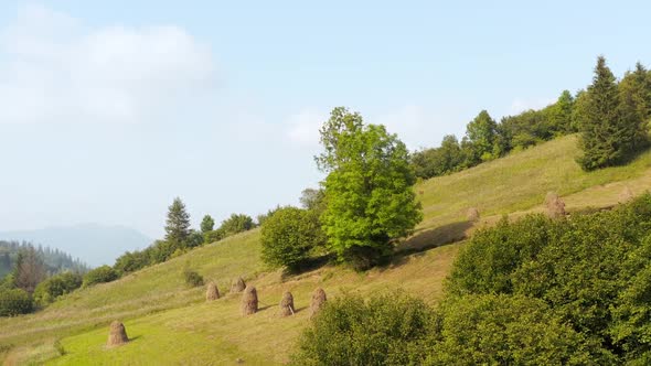 Near tops of evergreen spruce trees. Many haystacks on meadow of mountain slope.