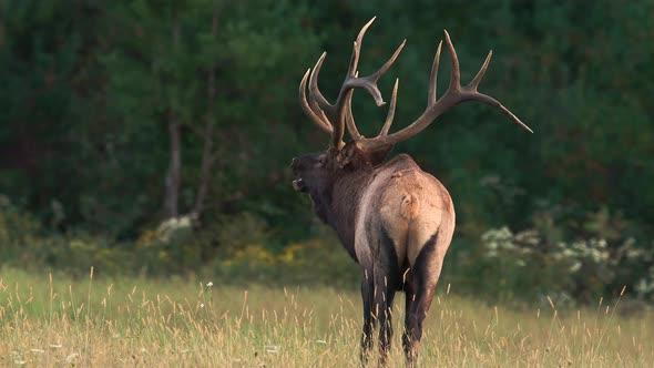 A Bull Elk Video Clip in Autumn in 4k