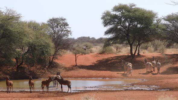 Plains Zebras And Tsessebe Antelopes At A Waterhole alt