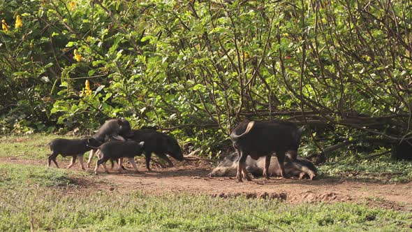 Small Funny Household Black Pigs Playing In Fresh Green Grass In Farm alt