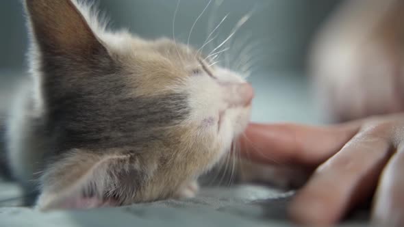 Sleepy Kitten Bites the Owner's Finger