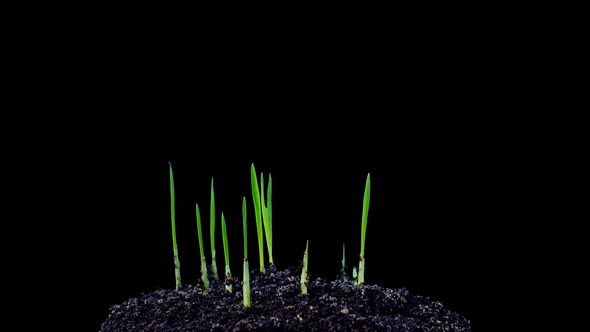 What Sprouting Timelapse Alpha alt