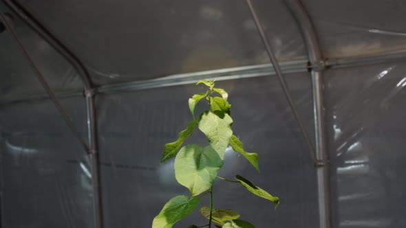Timelapse of Lush Sprout Growing in Greenhouse Closeup alt