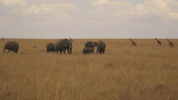Giraffes and elephants in Masai Mara alt